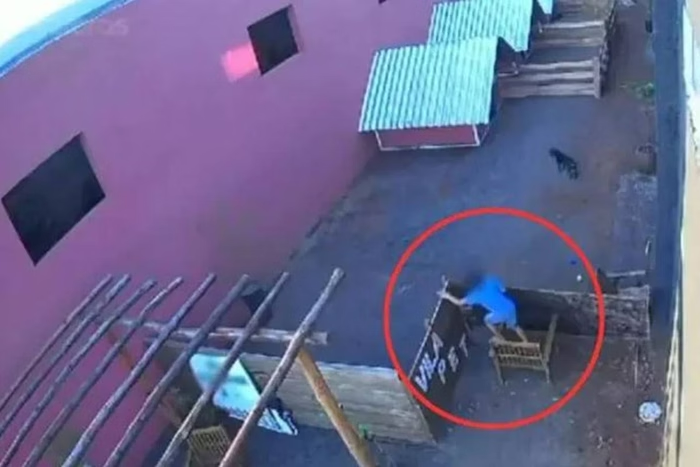 menino de 9 anos mata 23 animais